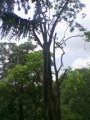 Rudraksha tree.jpg